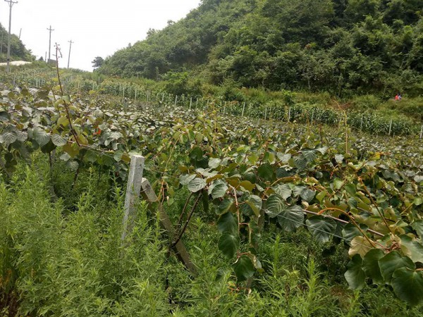 百香果、獼猴桃及香菇產(chǎn)業(yè)的指定廠家